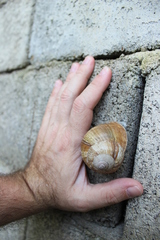Helix pomatia