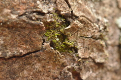 Microlejeunea ulicina