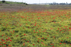 Anemone coronaria