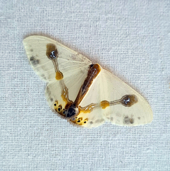 Macrocilix mysticata