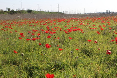 Anemone coronaria
