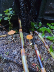 Pholiotina rugosa