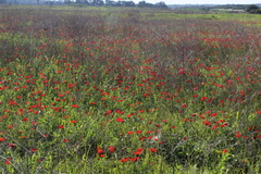 Anemone coronaria