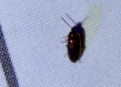Hymenorus