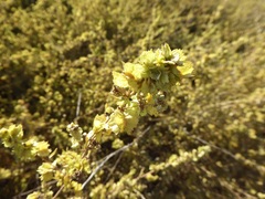 Atriplex canescens canescens