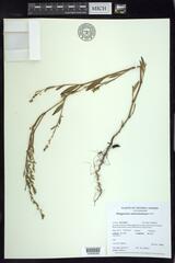 Polygonum ramosissimum