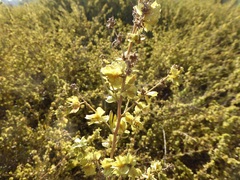 Atriplex canescens canescens