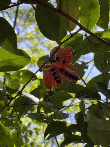 Xylopia laevigata · BioDiversity4All