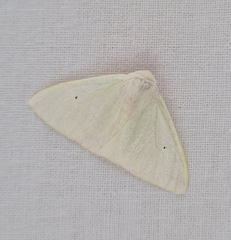 Arctornis submarginata