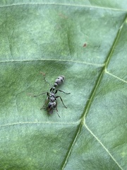 Pseudomyrmex gracilis