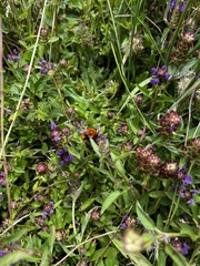 Bombus dahlbomii