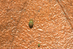 Sminthurus viridis