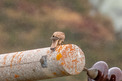 Falco tinnunculus tinnunculus