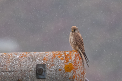 Falco tinnunculus tinnunculus