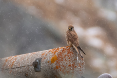 Falco tinnunculus tinnunculus