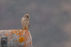 Falco tinnunculus tinnunculus