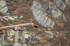 Falco tinnunculus tinnunculus