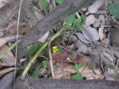 Lapsanastrum apogonoides