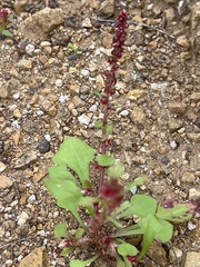 Rumex bucephalophorus