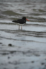 Haematopus leucopodus