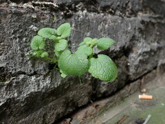 Lamium purpureum