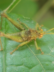 Pycnosarcus atavus