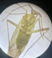 Adelphocoris quadripunctatus