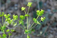 Euphorbia platyphyllos