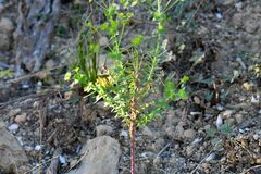 Euphorbia platyphyllos