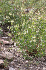 Brickellia grandiflora