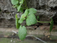 Lamium purpureum