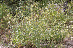 Brickellia grandiflora