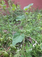 Calystegia hederacea