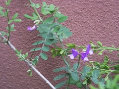 Vicia bungei