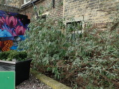 Buddleja davidii
