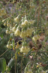 Brickellia grandiflora