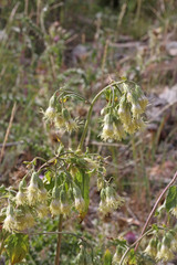Brickellia grandiflora