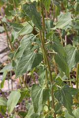 Brickellia grandiflora