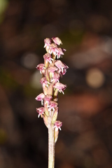 Neotinea maculata