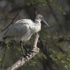 Threskiornis melanocephalus
