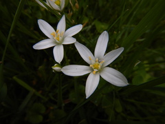 Ornithogalum umbellatum