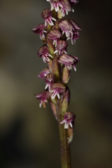 Neotinea maculata