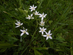 Ornithogalum umbellatum