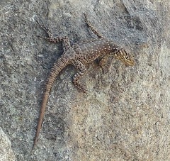 Stenocercus crassicaudatus