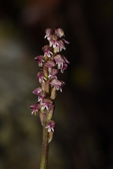Neotinea maculata