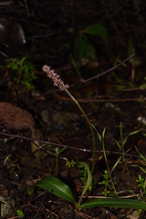 Neotinea maculata