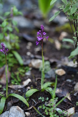 Orchis quadripunctata
