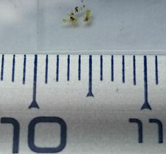 Microlejeunea ulicina