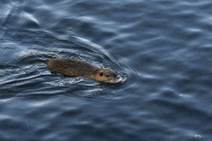 Myocastor coypus