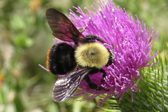 Bombus bellicosus